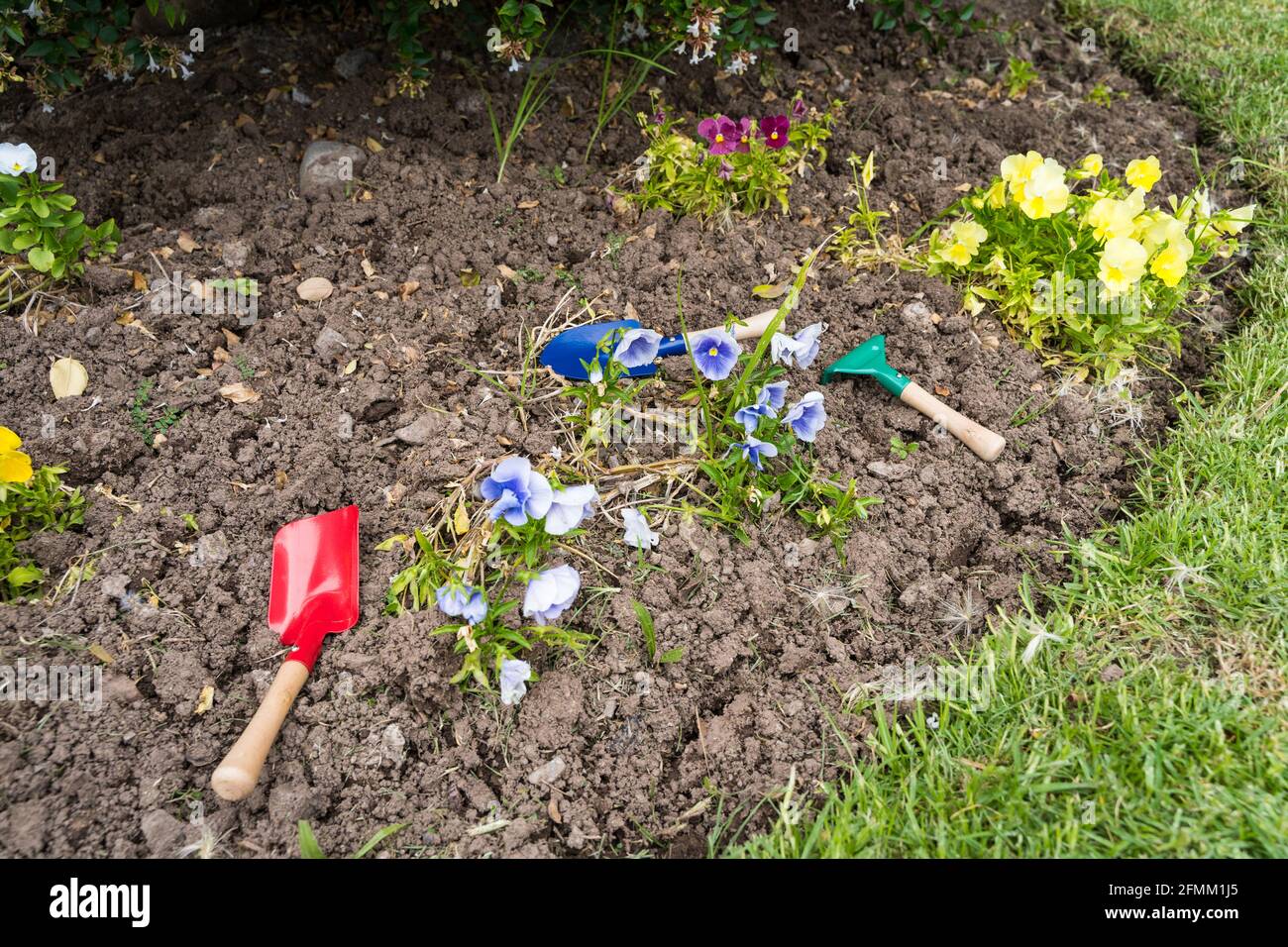 Bunte Blumen und kleine Werkzeuge auf kleinem Gartenboden. Konzept für die Hinterhofwartung Stockfoto