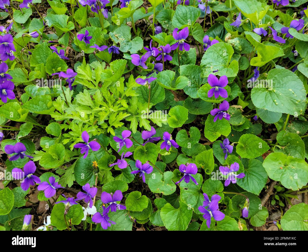 Nahaufnahme von violetten wilden Veilchen Bodenbedeckung mit Unkraut Stockfoto