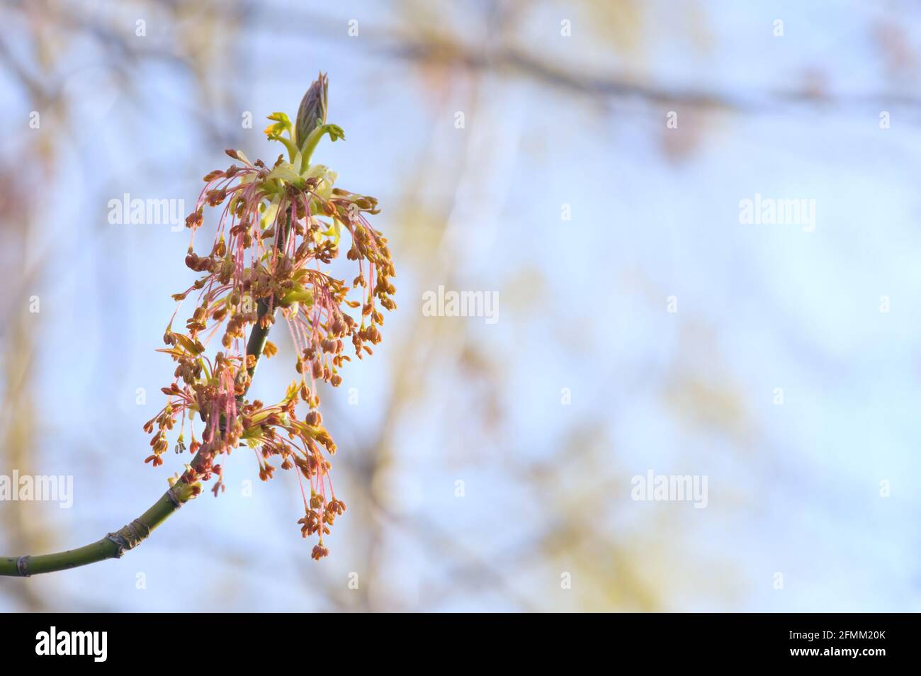 Der Holunder (Acer negundo) mit Staminatblüten. Selektiver Fokus und geringe Schärfentiefe. Stockfoto