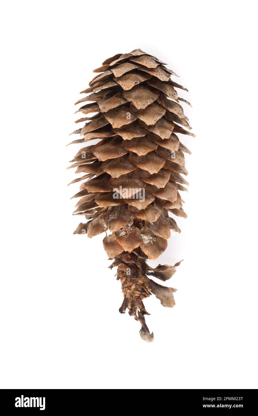 Fichtenkegel (Picea abies) isoliert auf weißem Hintergrund. Stockfoto