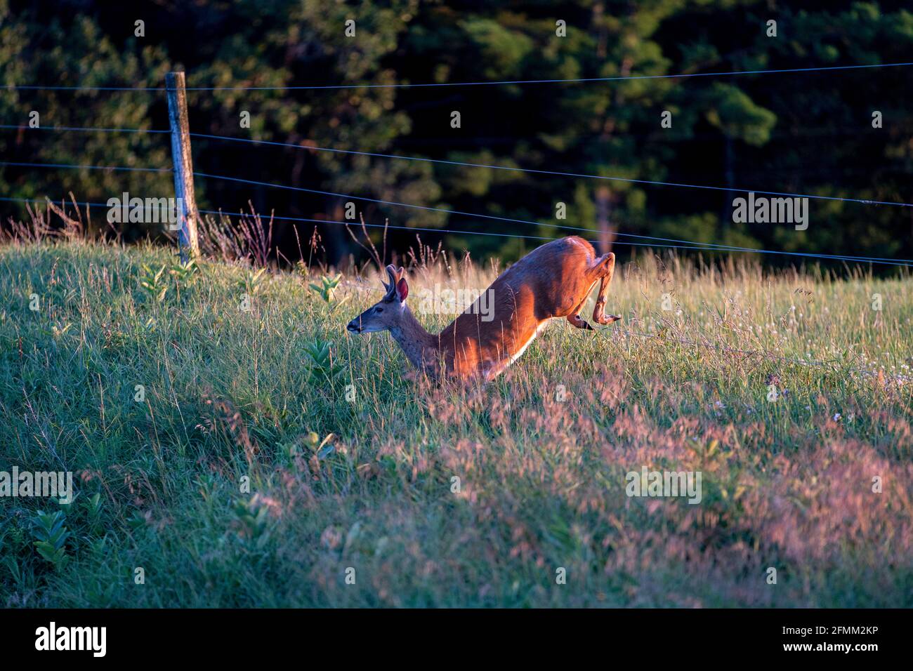 Ein Weißschwanz-Hirsch springt am späten Nachmittag am Dienstag, den 4. August 2020 in Waushara County, Wisconsin, durch einen Zaun. Stockfoto