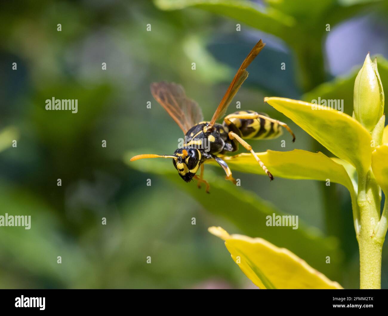 Eine Jagdwespe - Philanthus, Bienenjäger, die auf Blumen sitzen und ihr Opfer beobachten - Honigbiene. Bienenmörder-Wespen - Philanthus, Nahaufnahme. Stockfoto