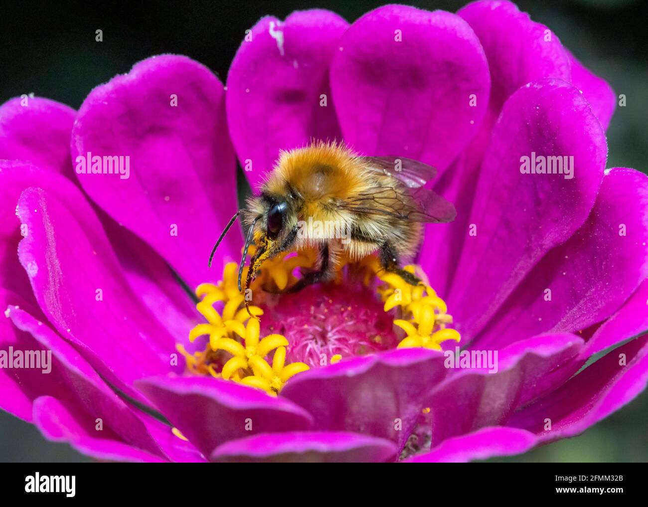 Eine Hummel, die Pollen in einer violetten Blume sammelt. Eine bescheidene Biene, die an einer Gartenblume arbeitet. Stockfoto