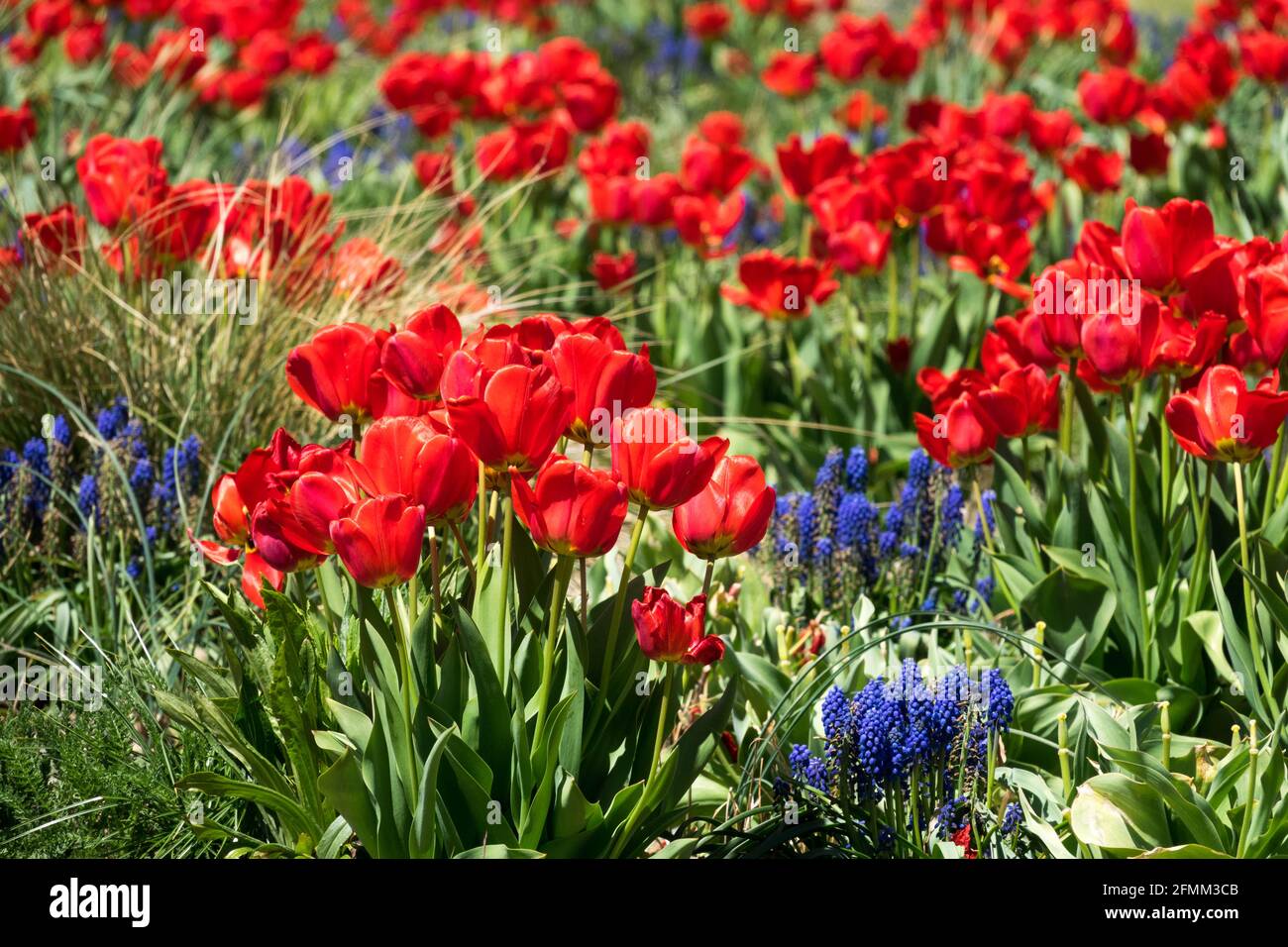 Rote blaue Frühlingsblume Tulpen Traubenhyazinthe Rote Tulpen Tulpen Trauben Hyazinth Frühlingsblume Rotes blaues Frühlingsblumenbett schöne blühende Gartenblume Stockfoto