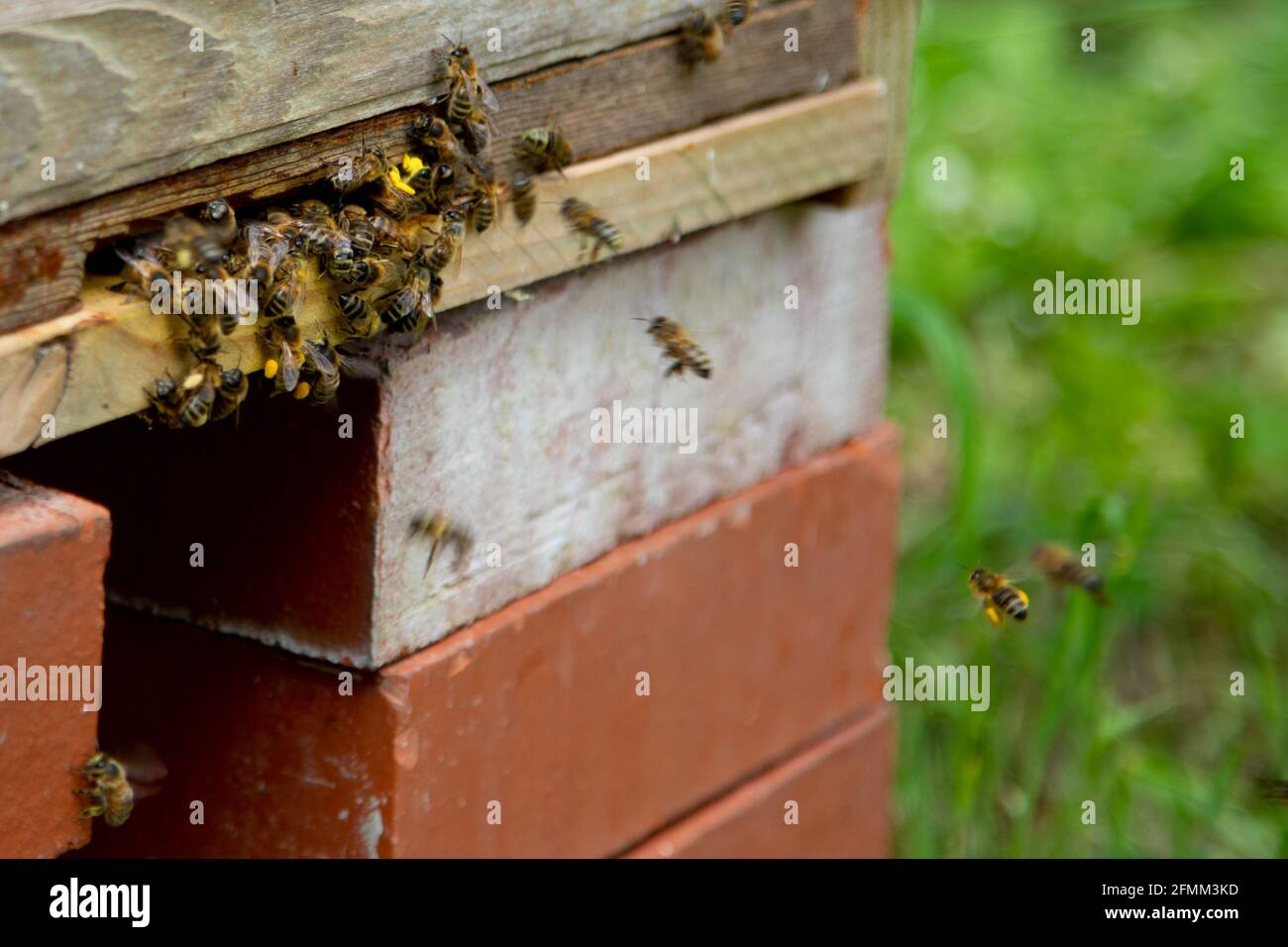 Bienen am Eingang des Bienenstocks - wiederkehrende Jäger Mit Rapspollen (gelb) Stockfoto
