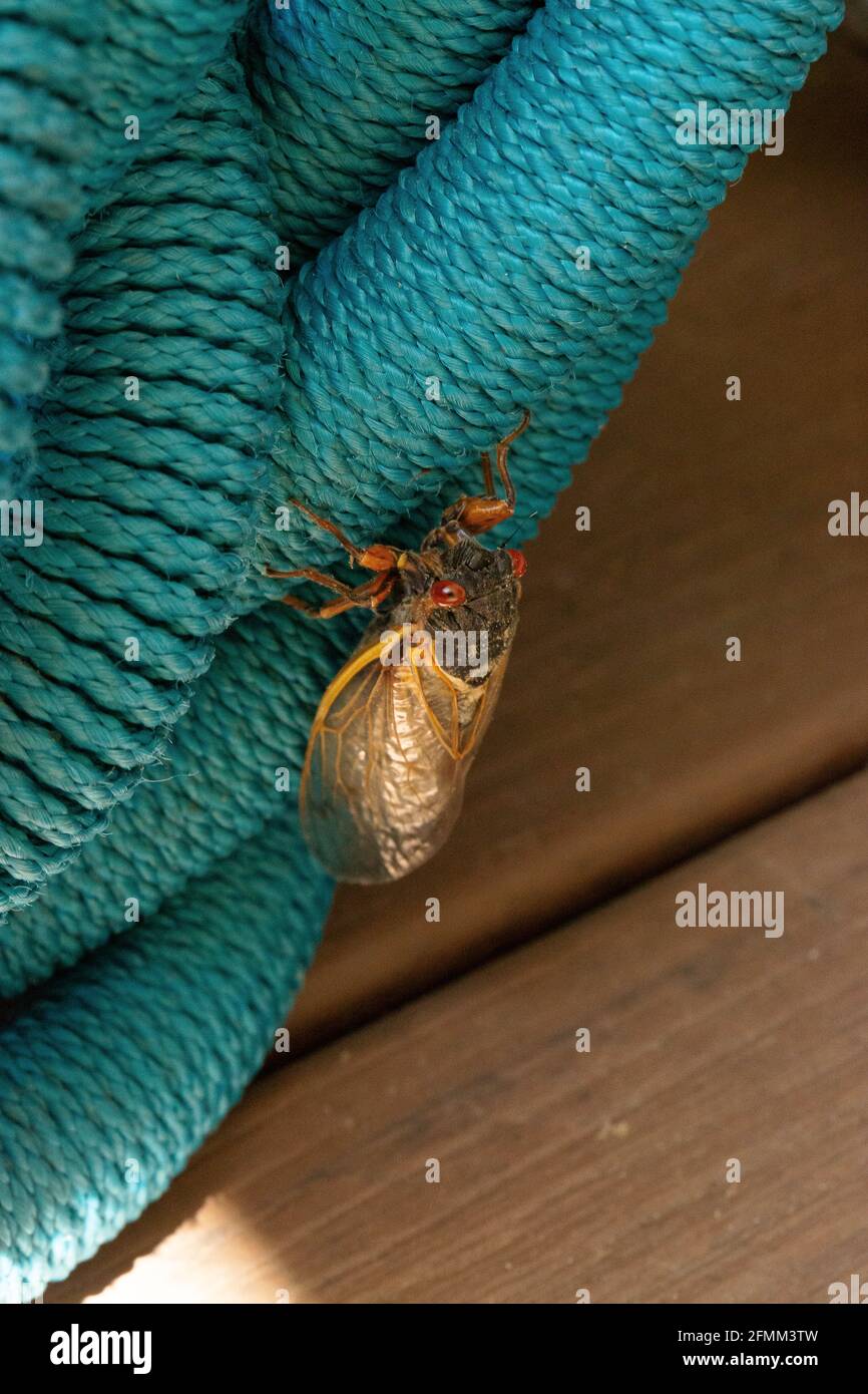 Erste Zikade von Brut X in Hollin Hills, Virginia Stockfoto