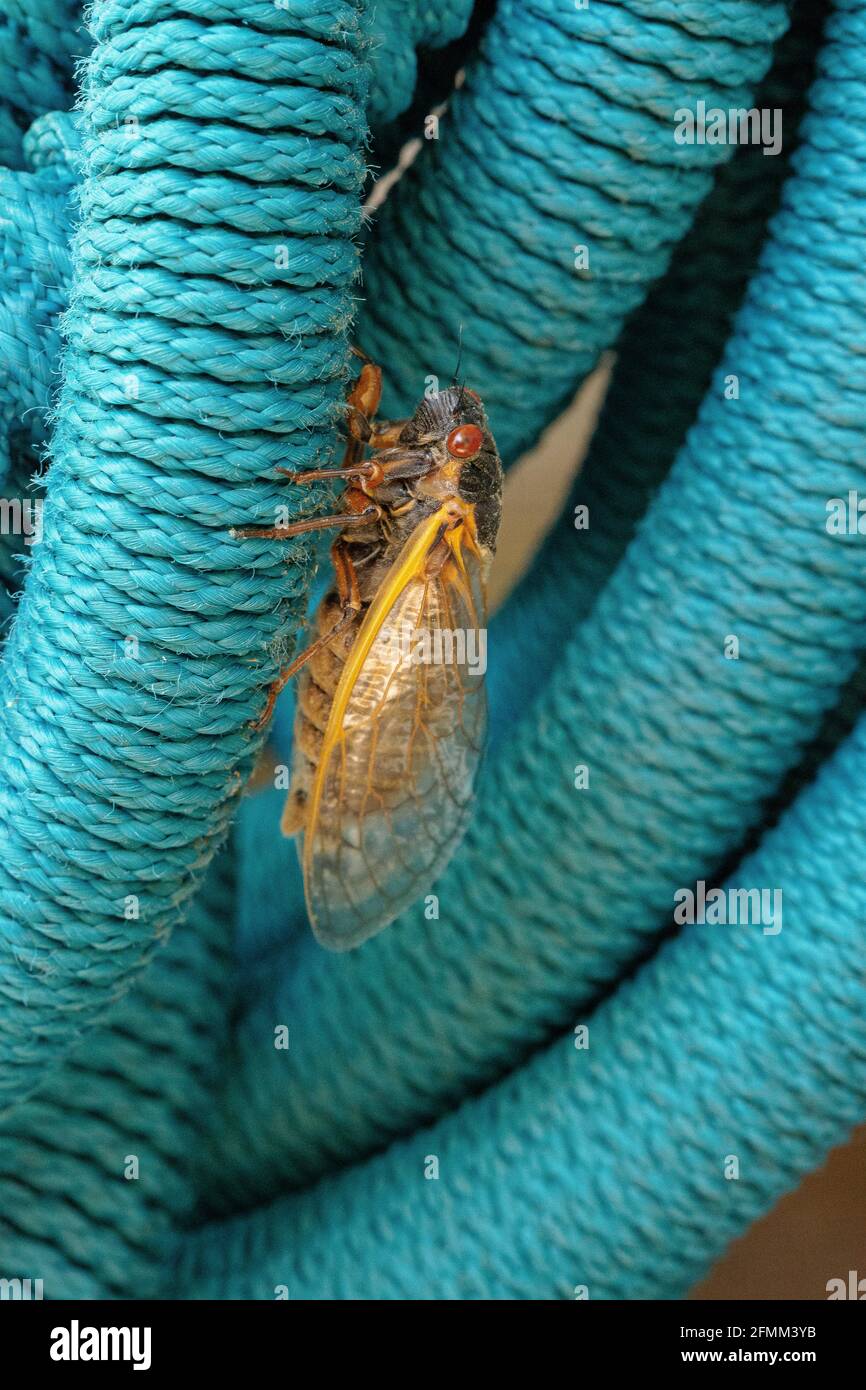 Erste Zikade von Brut X in Hollin Hills, Virginia Stockfoto