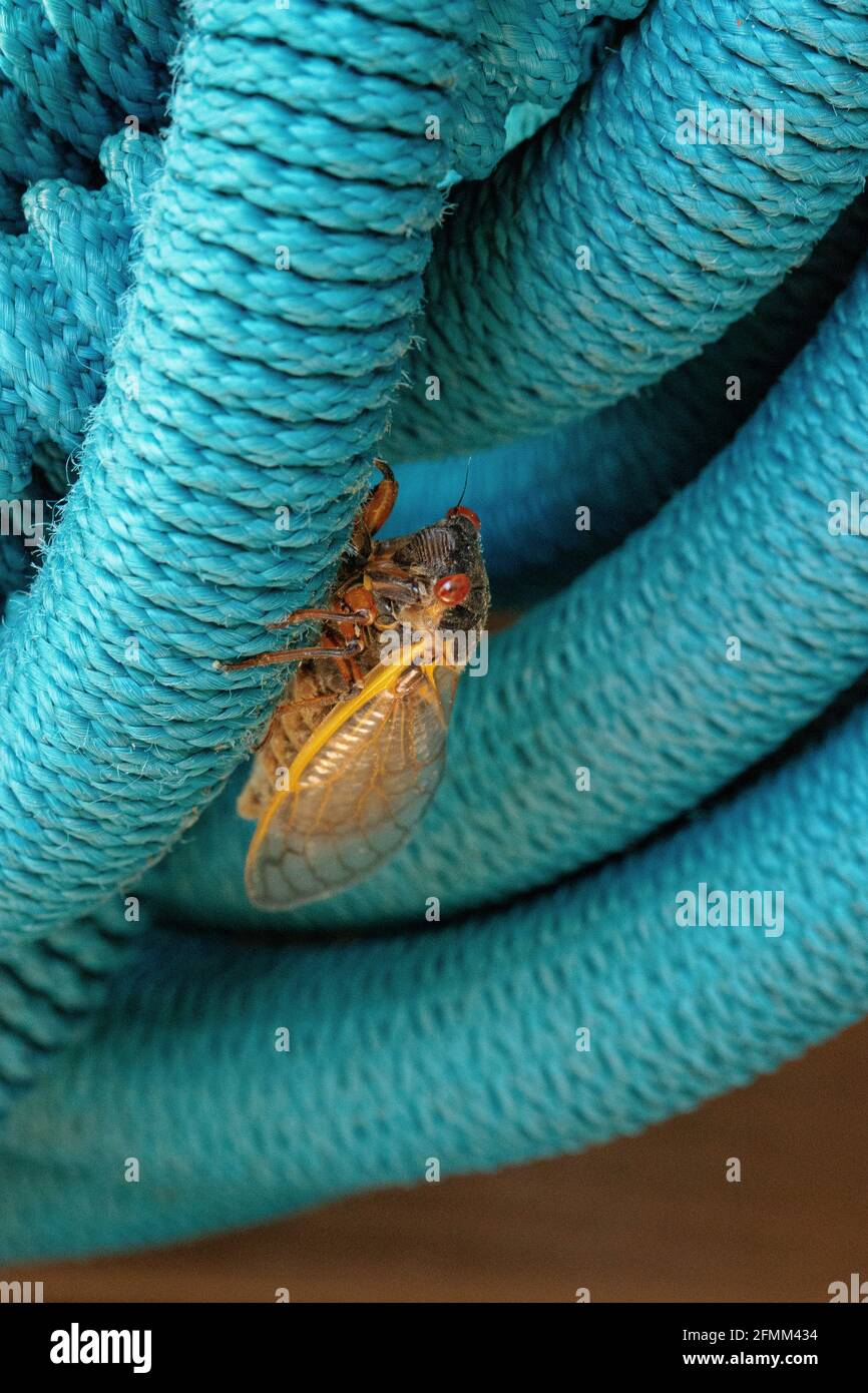 Erste Zikade von Brut X in Hollin Hills, Virginia Stockfoto