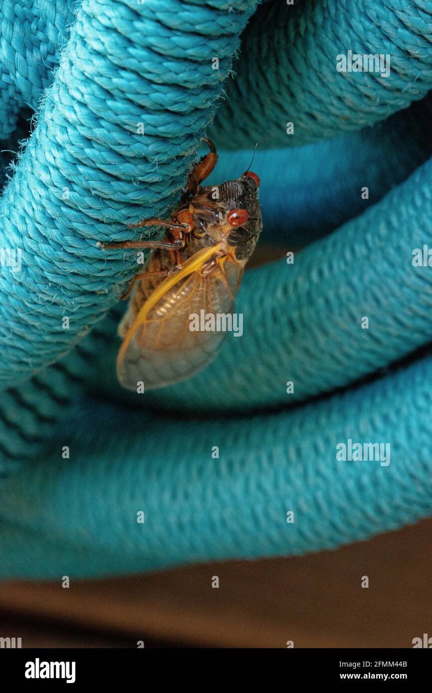 Erste Zikade von Brut X in Hollin Hills, Virginia Stockfoto