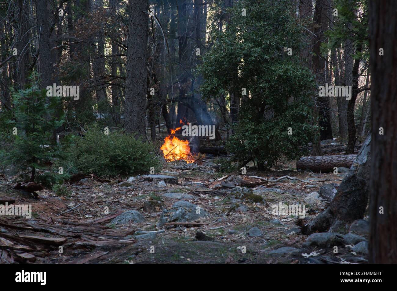 Ein Feuer im Wald Stockfoto
