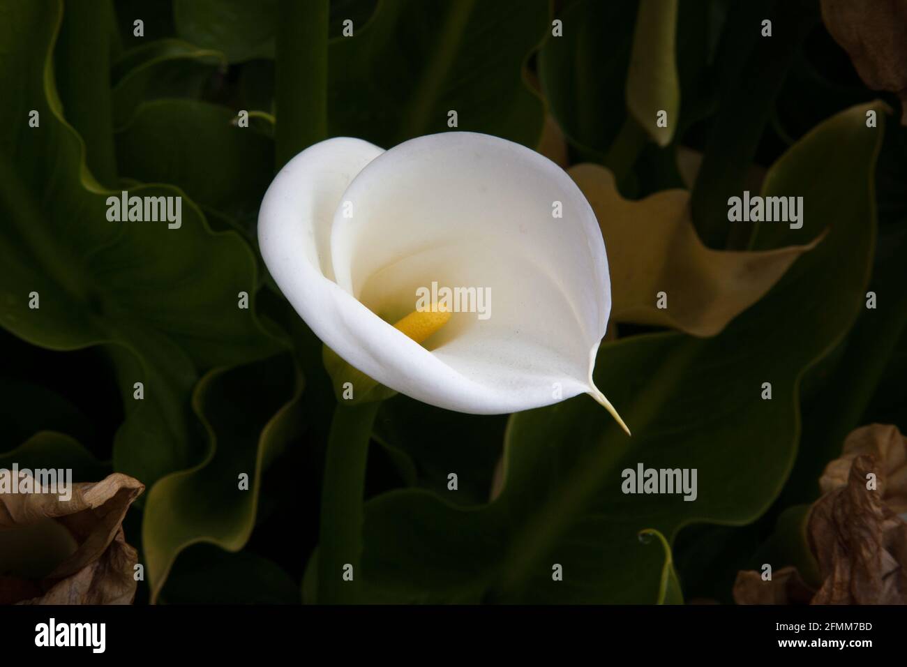 Weiße Calla-Lilie im Garten Stockfoto