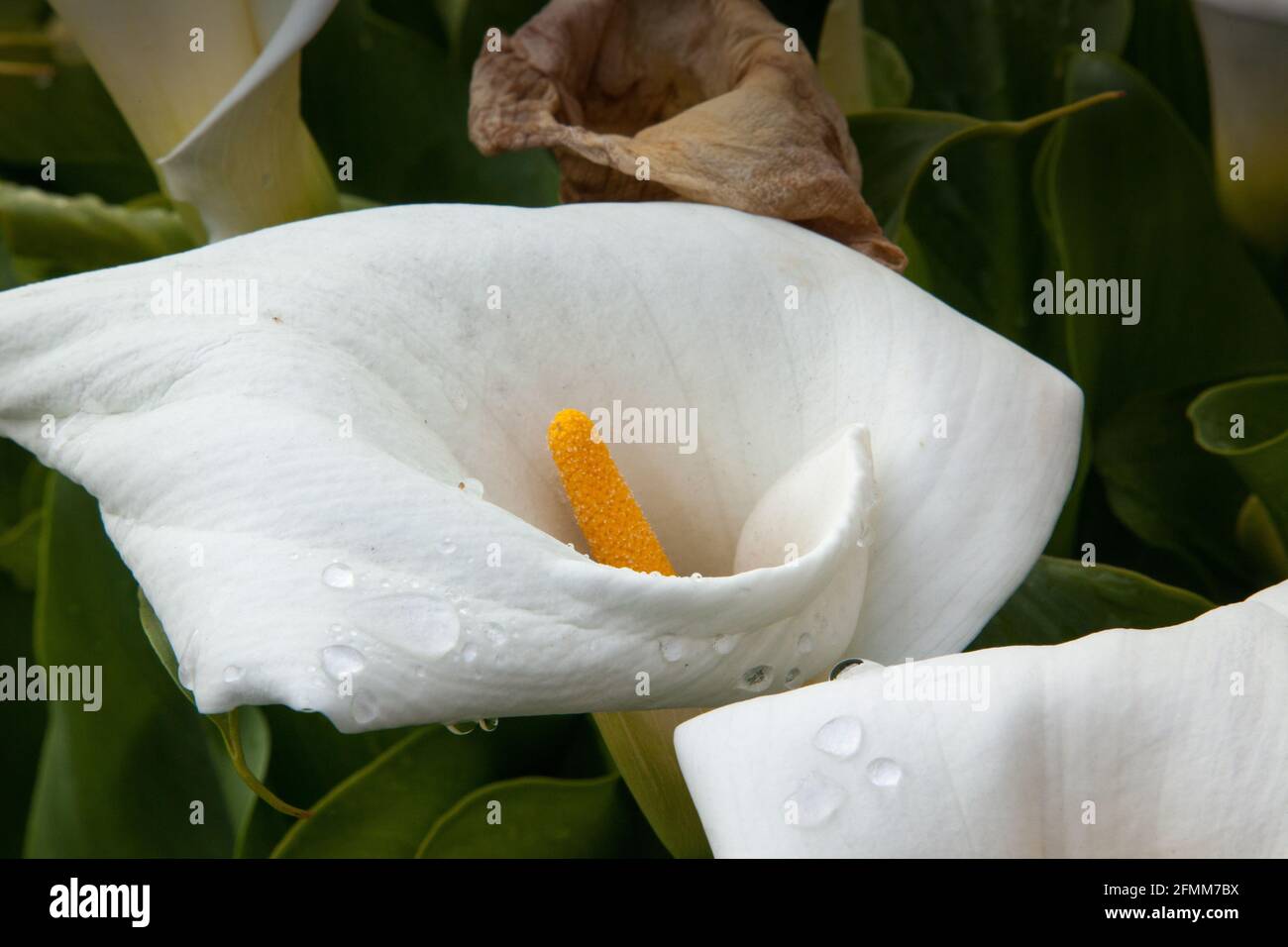 Weiße Calla-Lilie im Garten Stockfoto