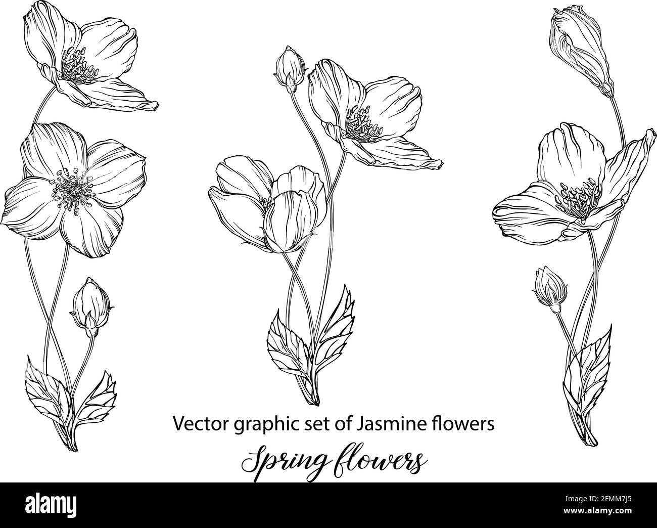 Jasmin Blume Schwarzweiss Stockfotos Und Bilder Alamy