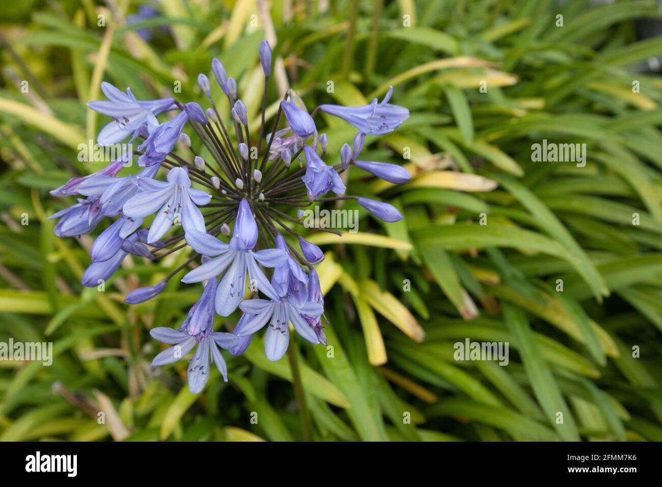 Blaue Blumen in der Sonne Stockfoto