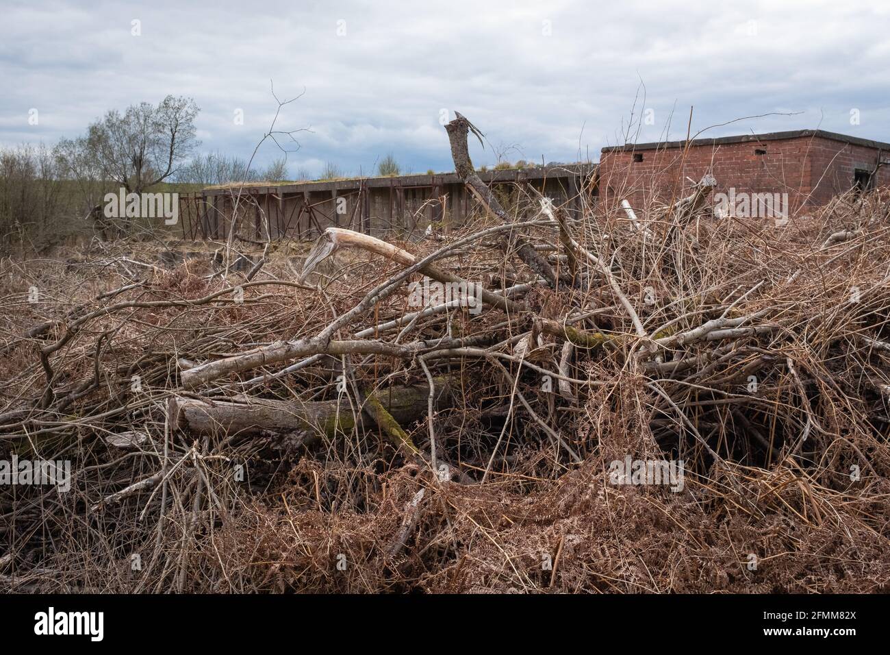 Blick auf einen alten Kriegsgewehr-Bereich in Craigs Moss, Dumfries, Schottland, mit gefällten Bäumen im Vordergrund. Stockfoto