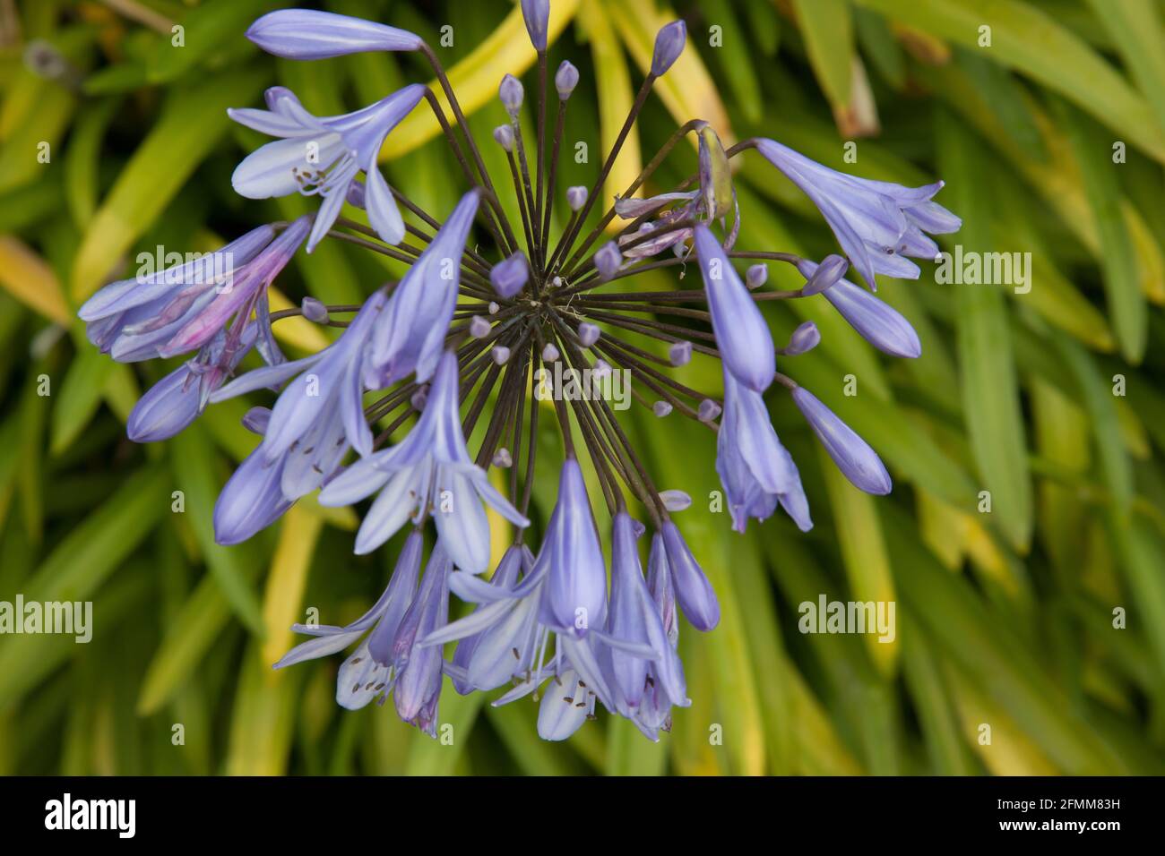 Blaue Blumen in der Sonne Stockfoto