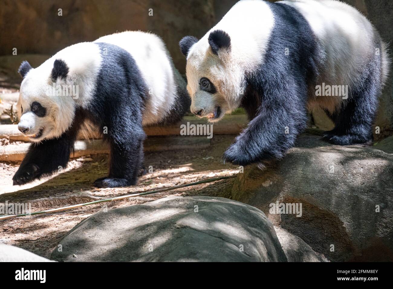 Zwillingsschwester-Riesenpanda-Bären (Ailuropoda melanoleuca) im Zoo Atlanta in Atlanta, Georgia. (USA) Stockfoto