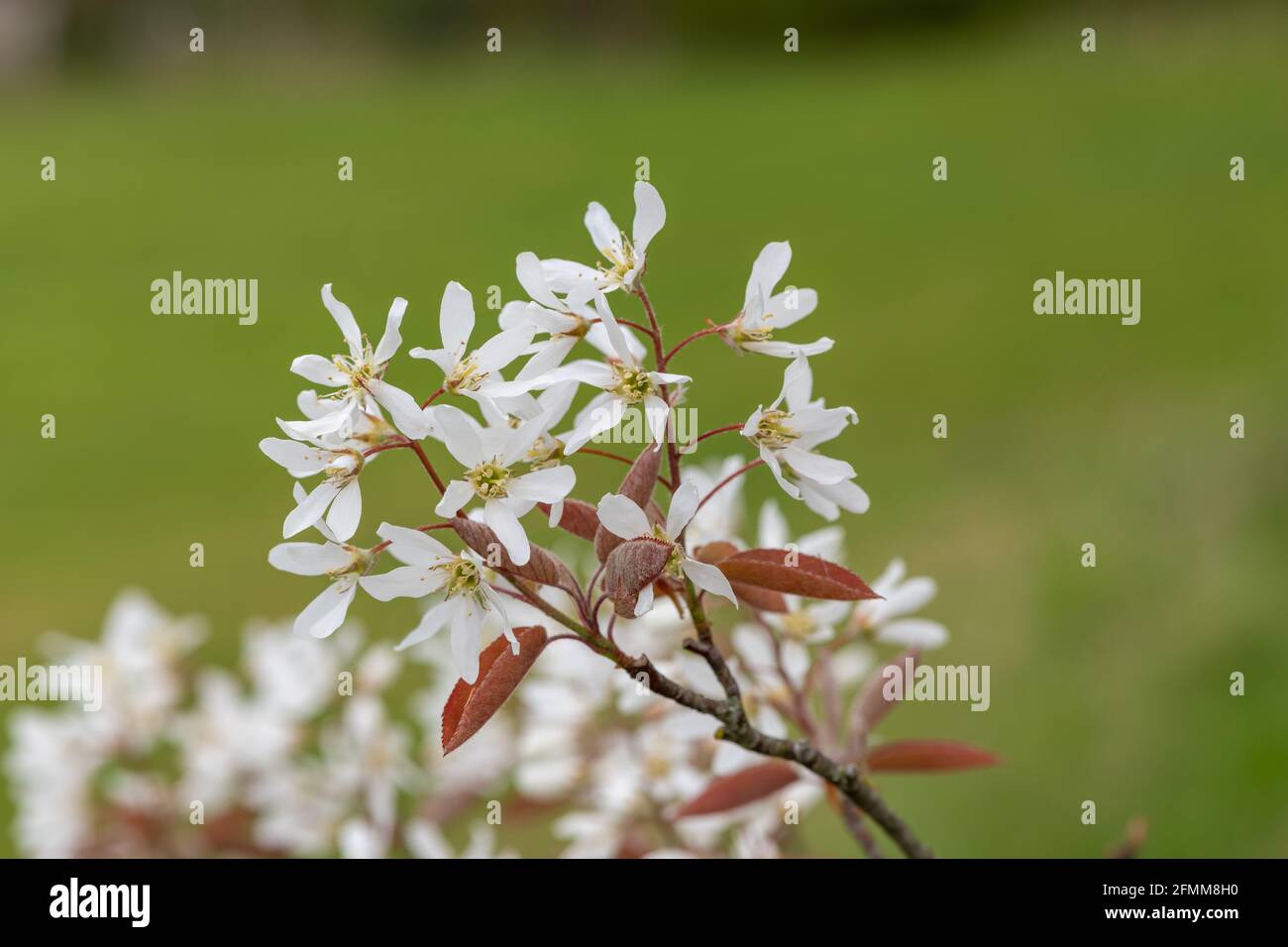 Nahaufnahme von blühenden Blüten der glatten Dienstbeere (amelanchier laevis) Stockfoto