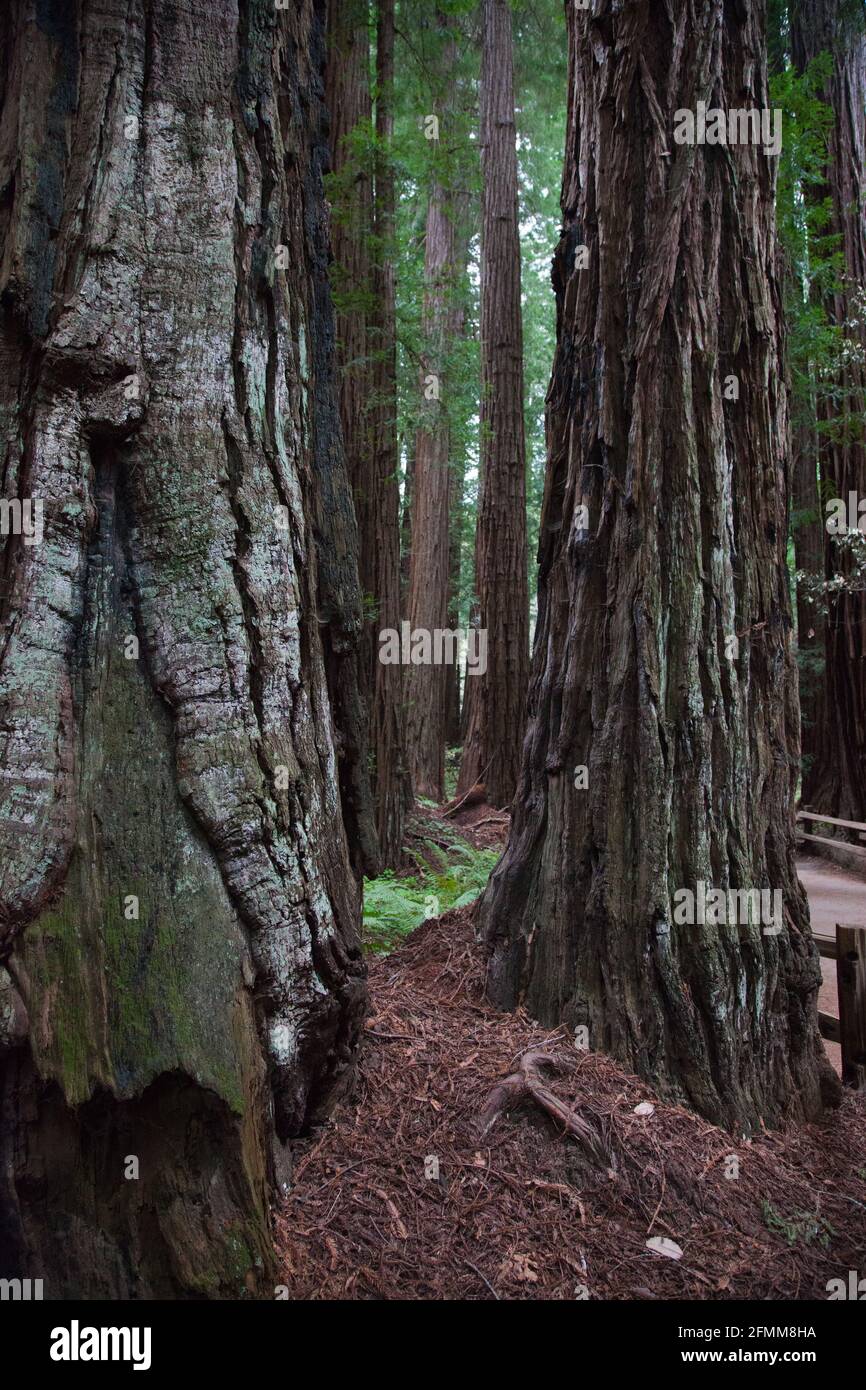 Coastal Redwood Tree Stockfoto