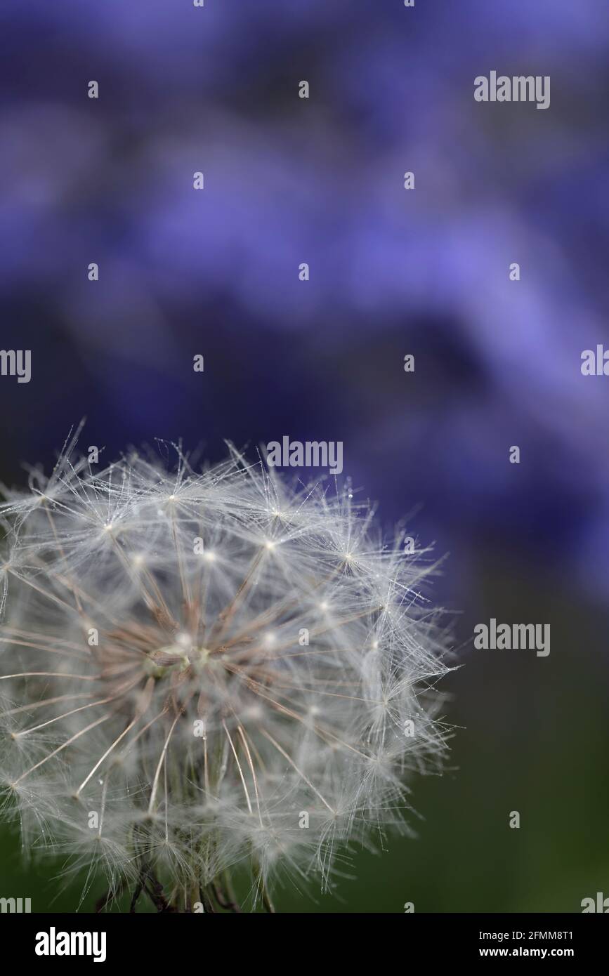 Dandelion Seedhead vor Bluebells Stockfoto