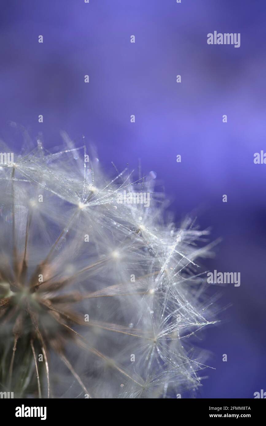 Dandelion Seedhead vor Bluegells Stockfoto