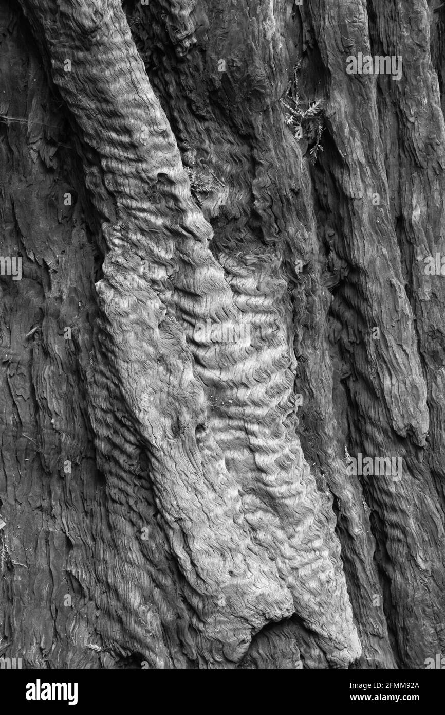 Coastal Redwood Tree Details in Schwarz und Weiß Stockfoto