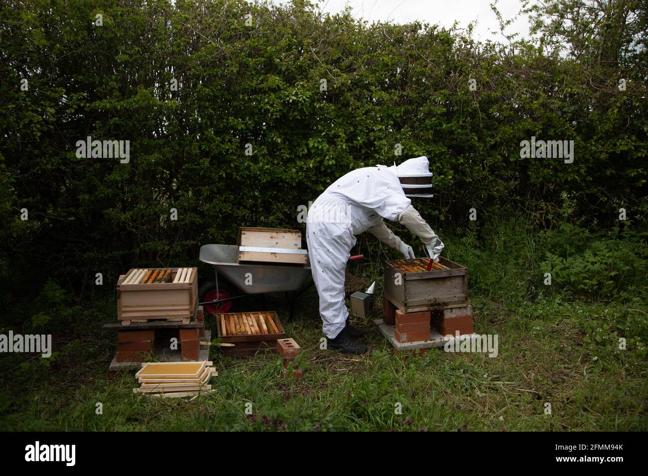 Imker, der einen Bienenstock spaltet - bewegliche Rahmen von einem vollen Kolonie zu einem neuen Brutkasten Stockfoto