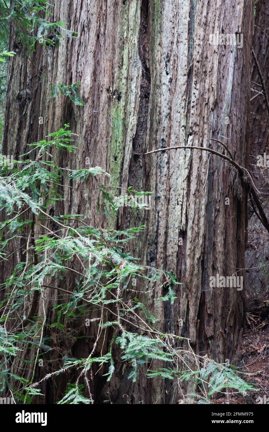 Coastal Redwood Tree Stockfoto