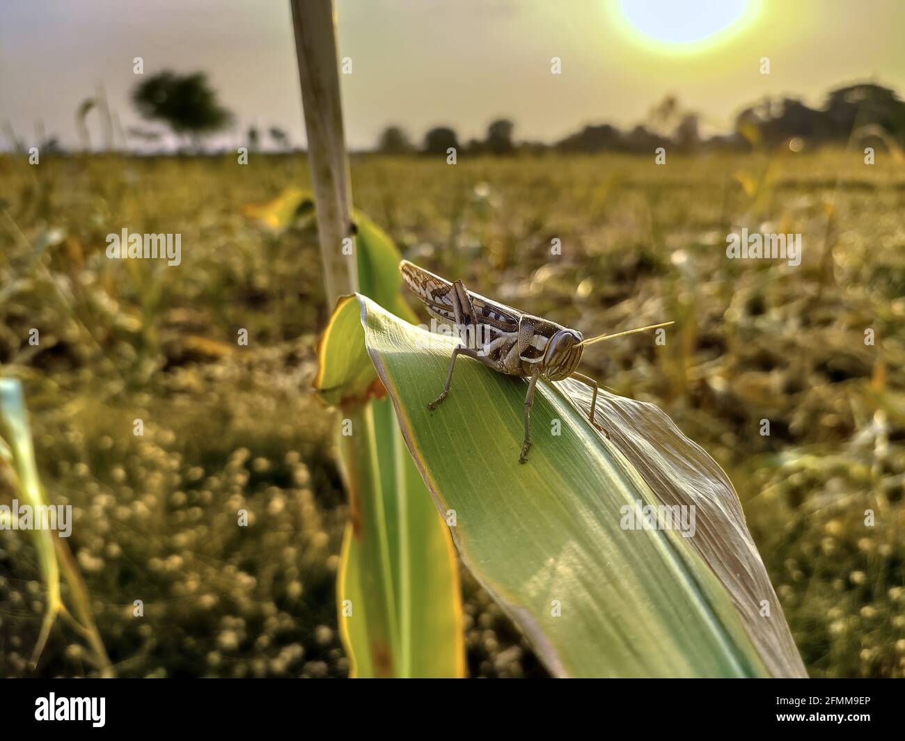 Nahaufnahme einer Heuschrecke auf einem Blatt Stockfoto