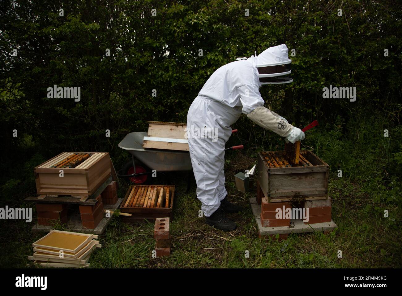 Imker, der einen Bienenstock spaltet - bewegliche Rahmen von einem vollen Kolonie zu einem neuen Brutkasten Stockfoto