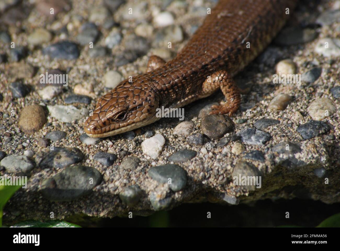 Eine Alligatoreidechse steht zur Flucht bereit Stockfoto
