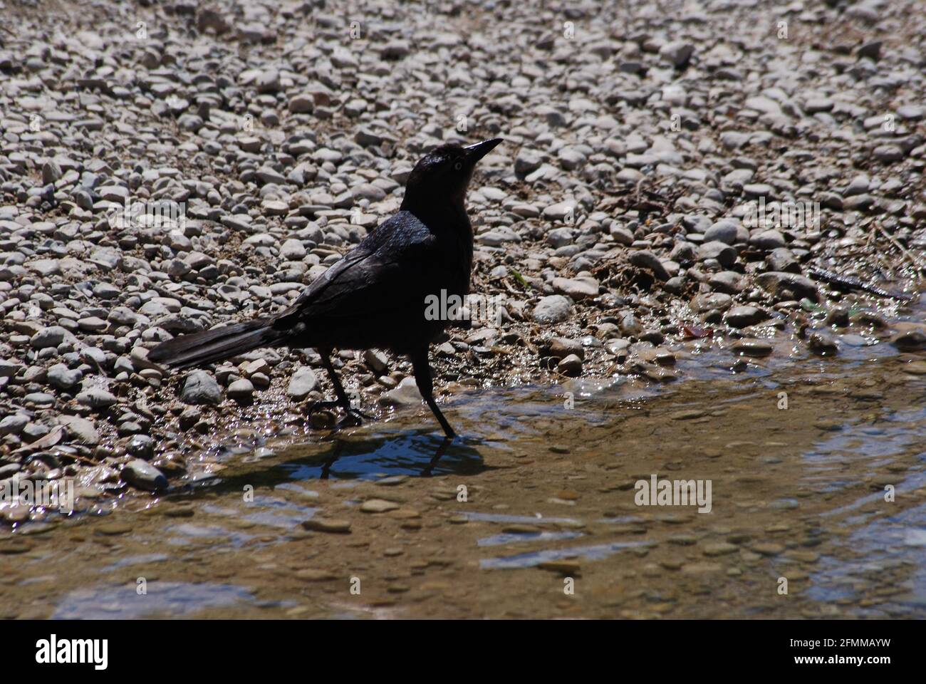 Schwanzgrackle in einem texanischen Bach Stockfoto