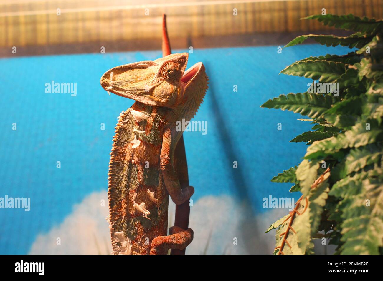 Chamäleon im Terrarium. Eidechse Stockfoto