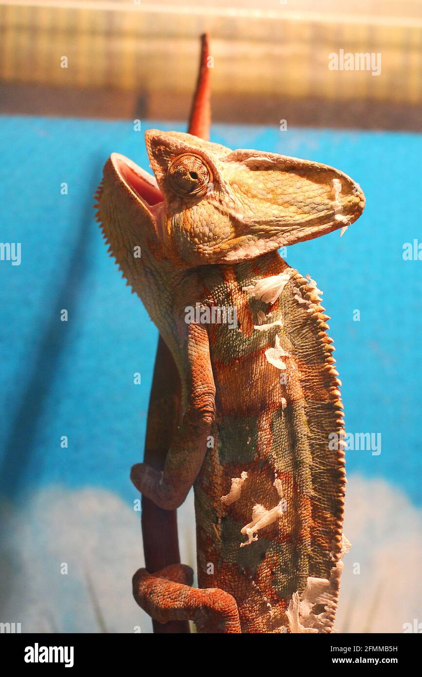 Chamäleon im Terrarium. Eidechse Stockfoto