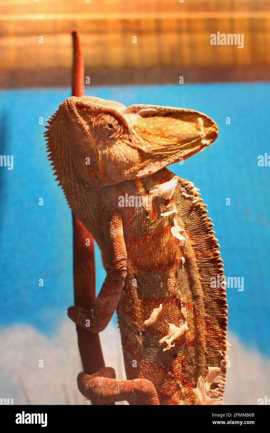 Chamäleon im Terrarium. Eidechse Stockfoto