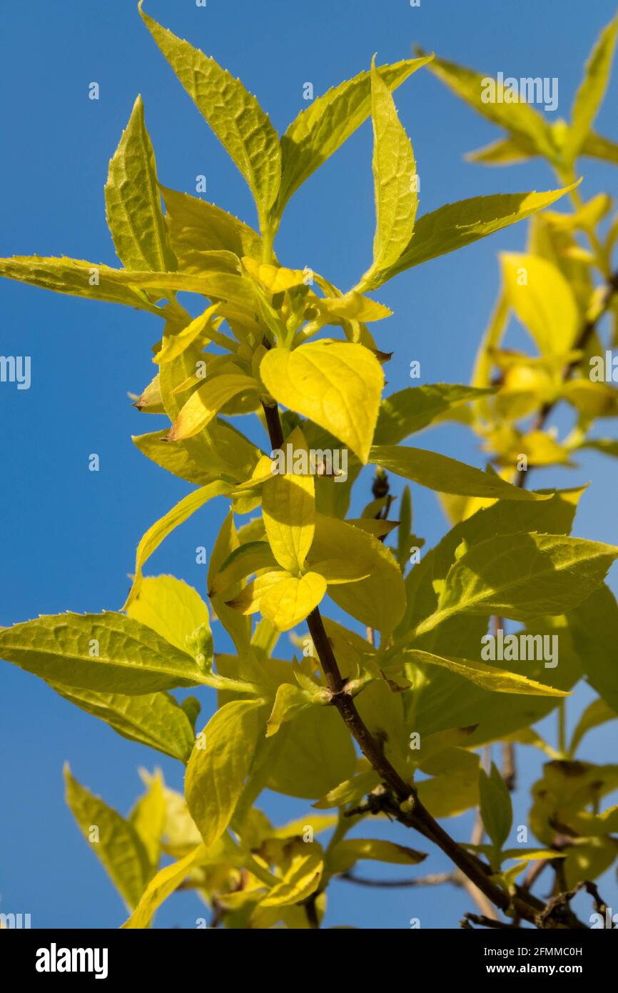 Goldgelbe Blätter Philadelphus Aureus blauer Hintergrund Stockfoto
