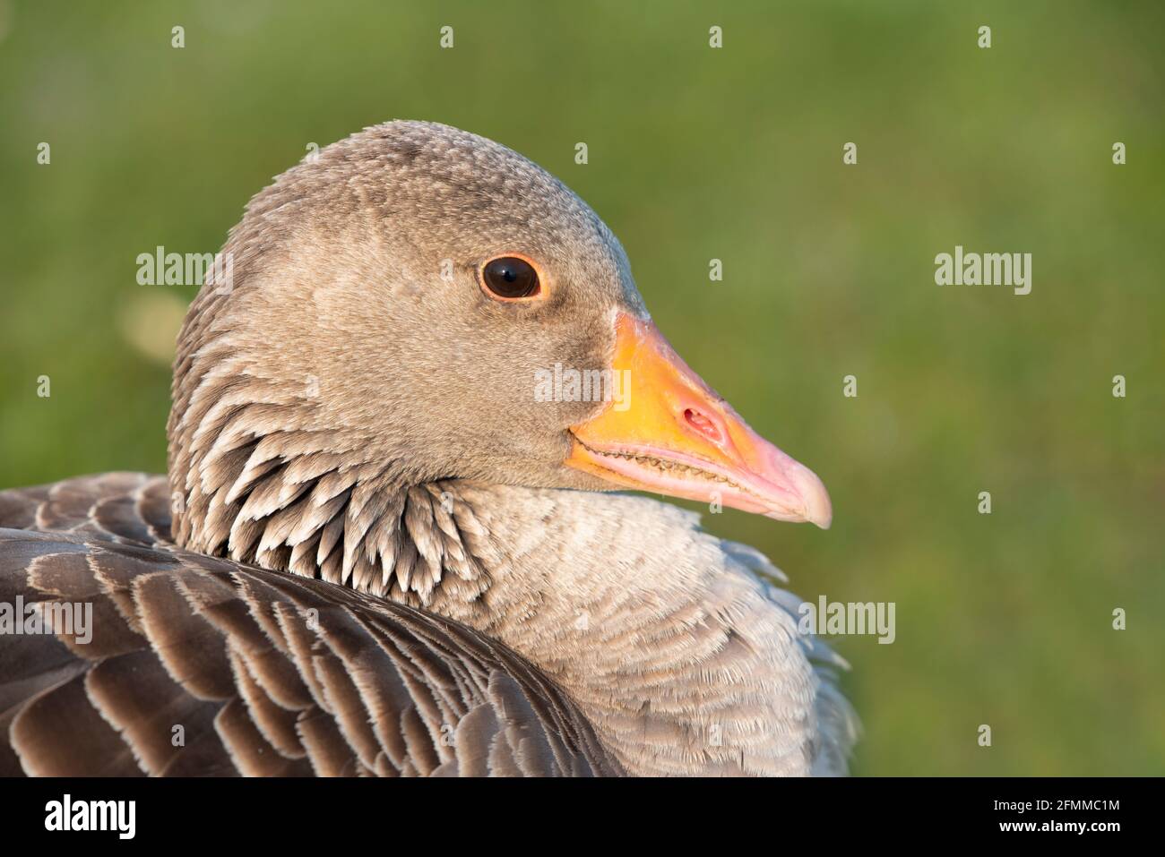 Nahaufnahme und Porträt einer wilden grauen Gans, die sitzt In der Morgensonne Stockfoto