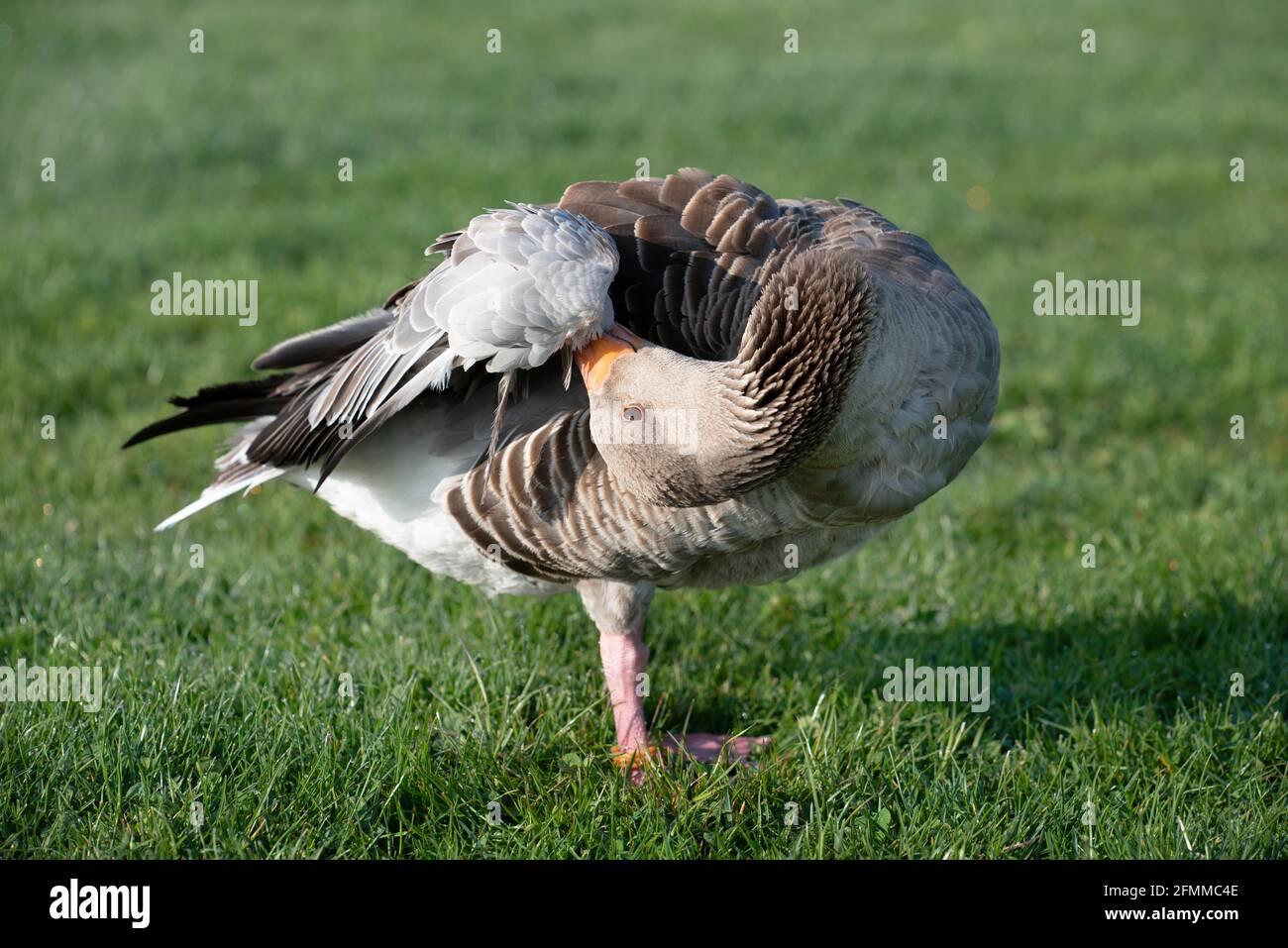 Eine kleine graue Gans steht auf der grünen Wiese und Beugt sich, um seinen Kopf unter seinen Flügel zu preen Stockfoto