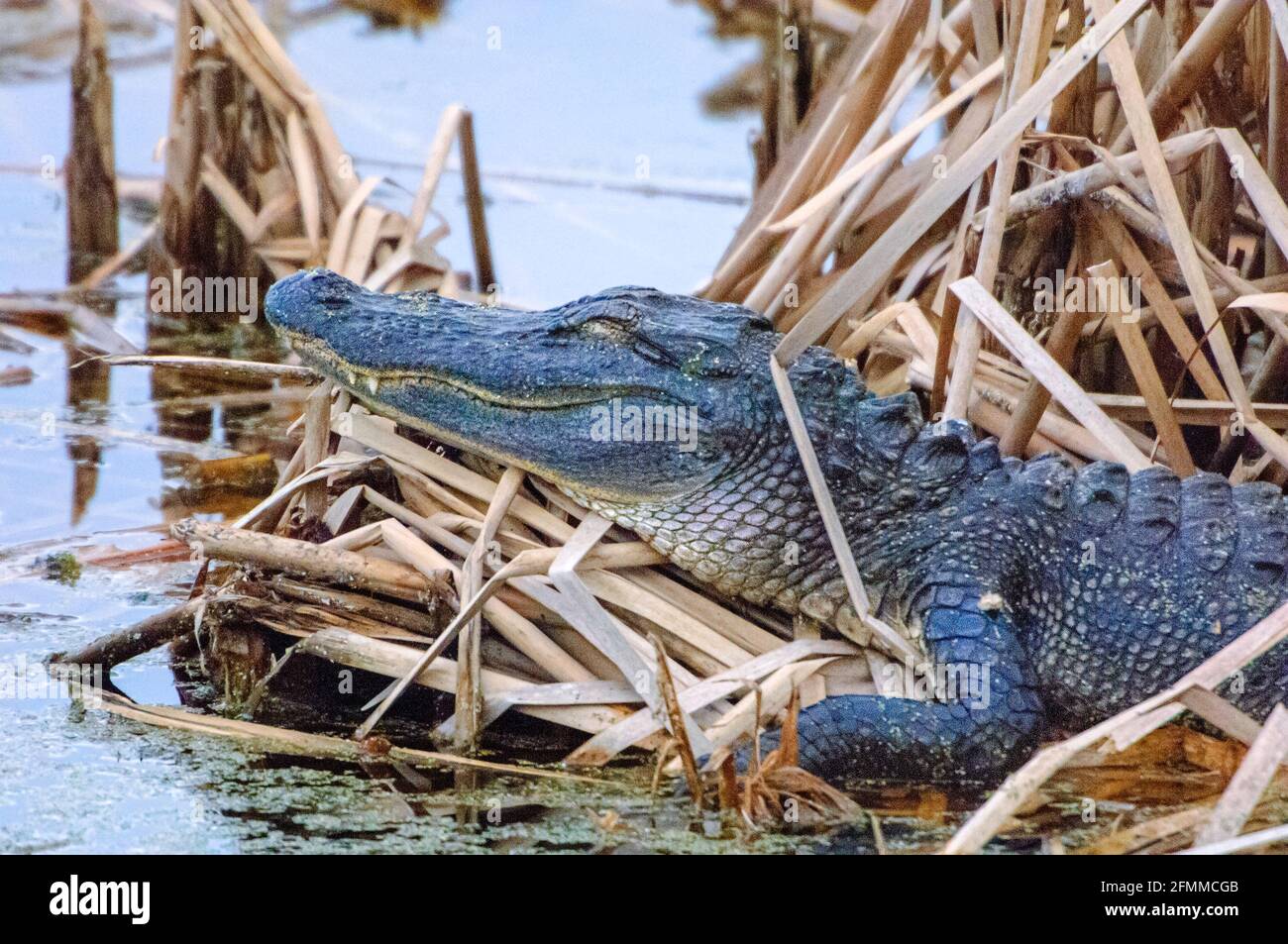 12 Fuß American Alligator - Dornröschen Stockfoto