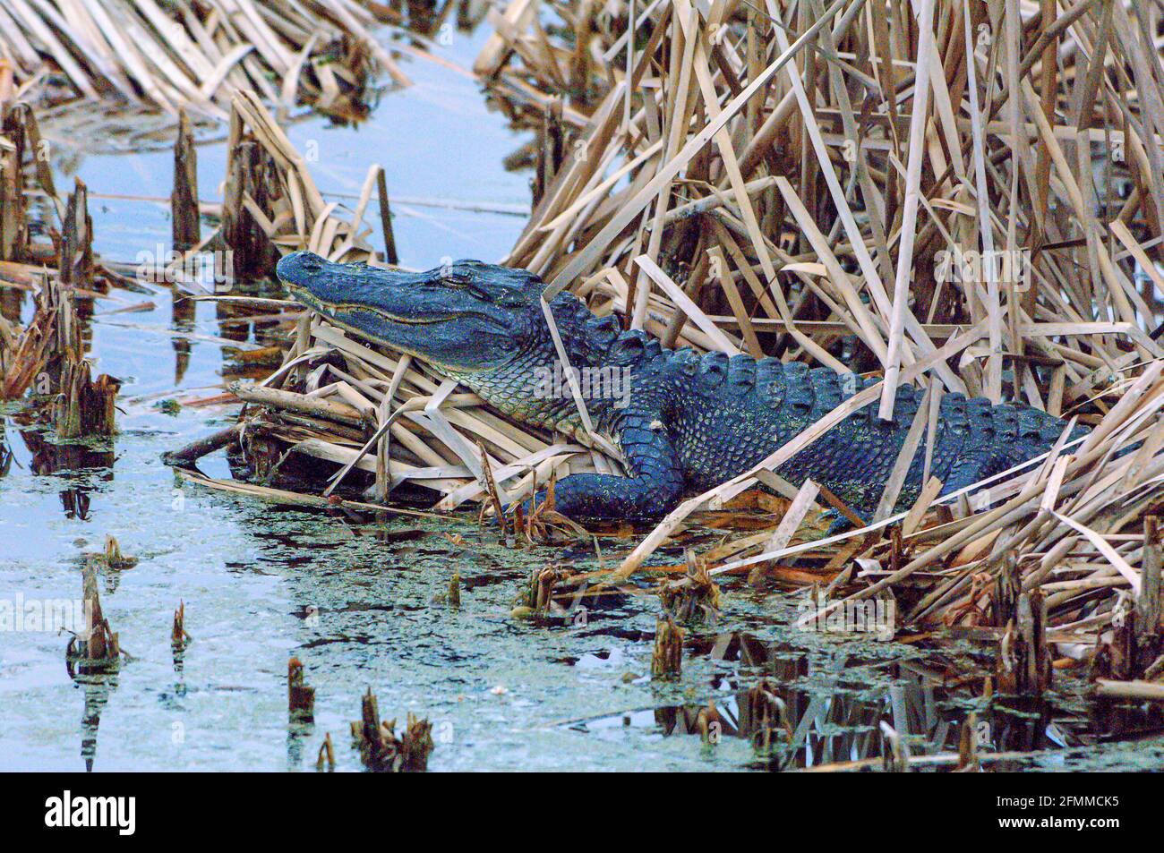 12 Fuß American Alligator - Dornröschen Stockfoto
