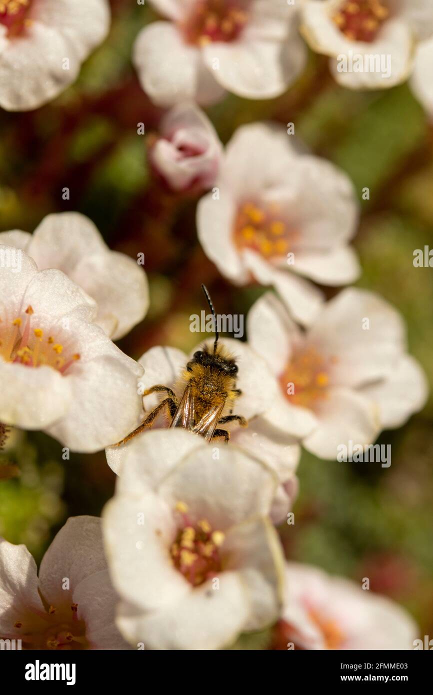 Fleißige Biene auf kleinen weißen Bodendeckenblumen Stockfoto