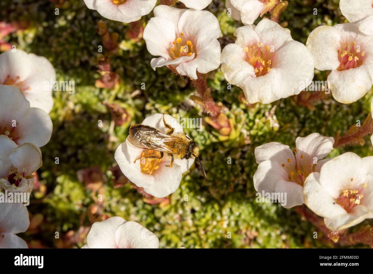 Fleißige Biene auf kleinen weißen Bodendeckenblumen Stockfoto