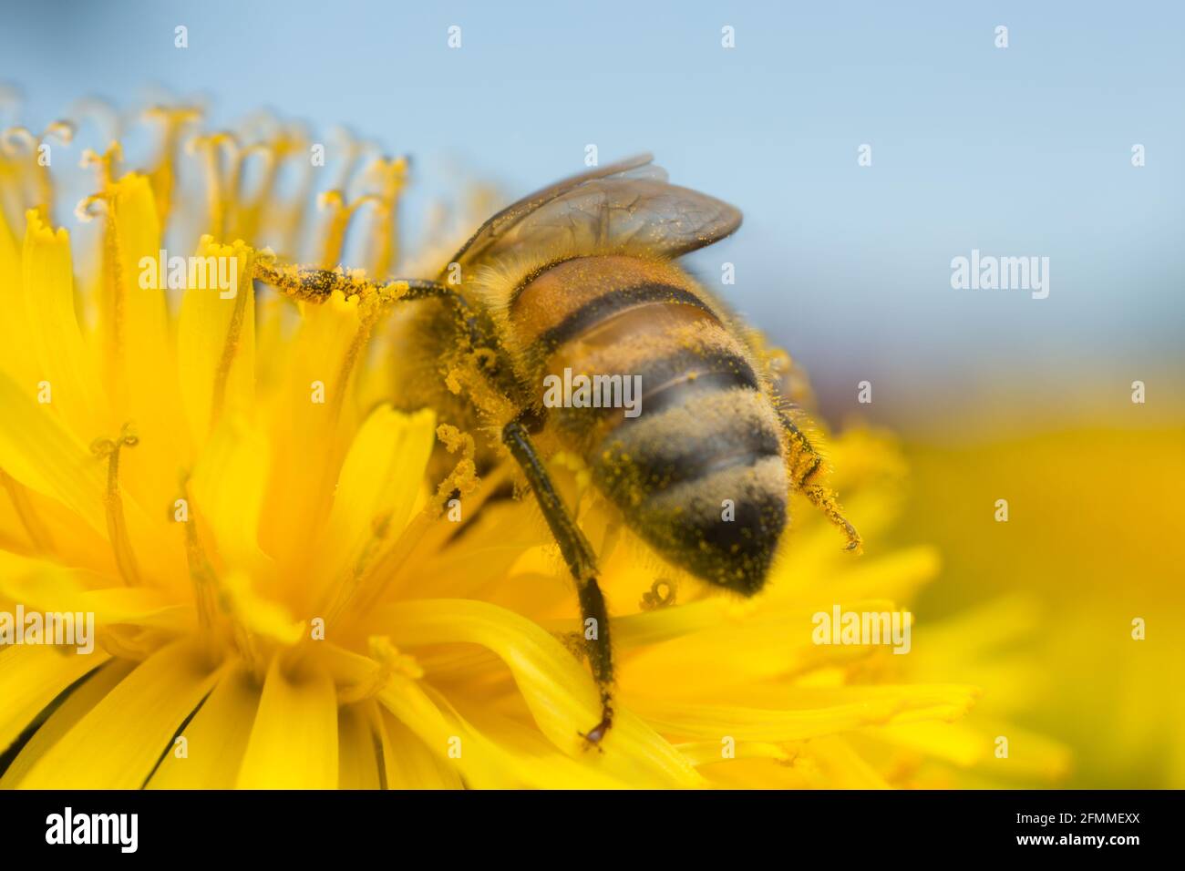 Europäische Honigbiene, APIs mellifera bestäubt auf Melone Stockfoto