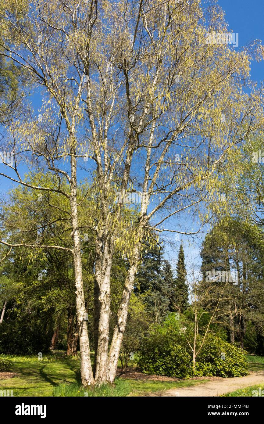 Creamy Bark Birch Betula costata Birke Tree Stockfoto