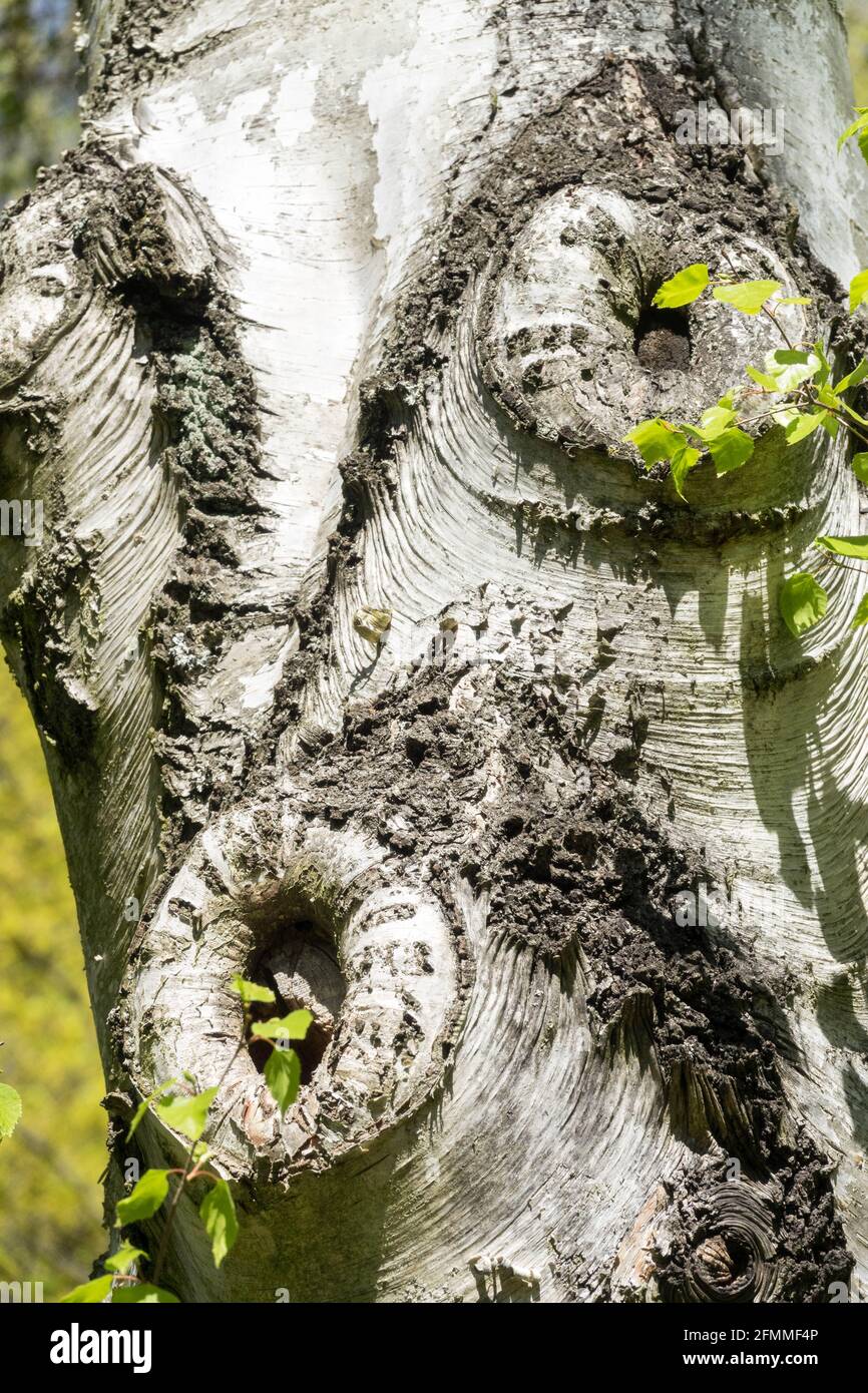 Russische Felsenbirke Betula ermanii Baumrindenstamm, Birkenrindenknoten Stockfoto