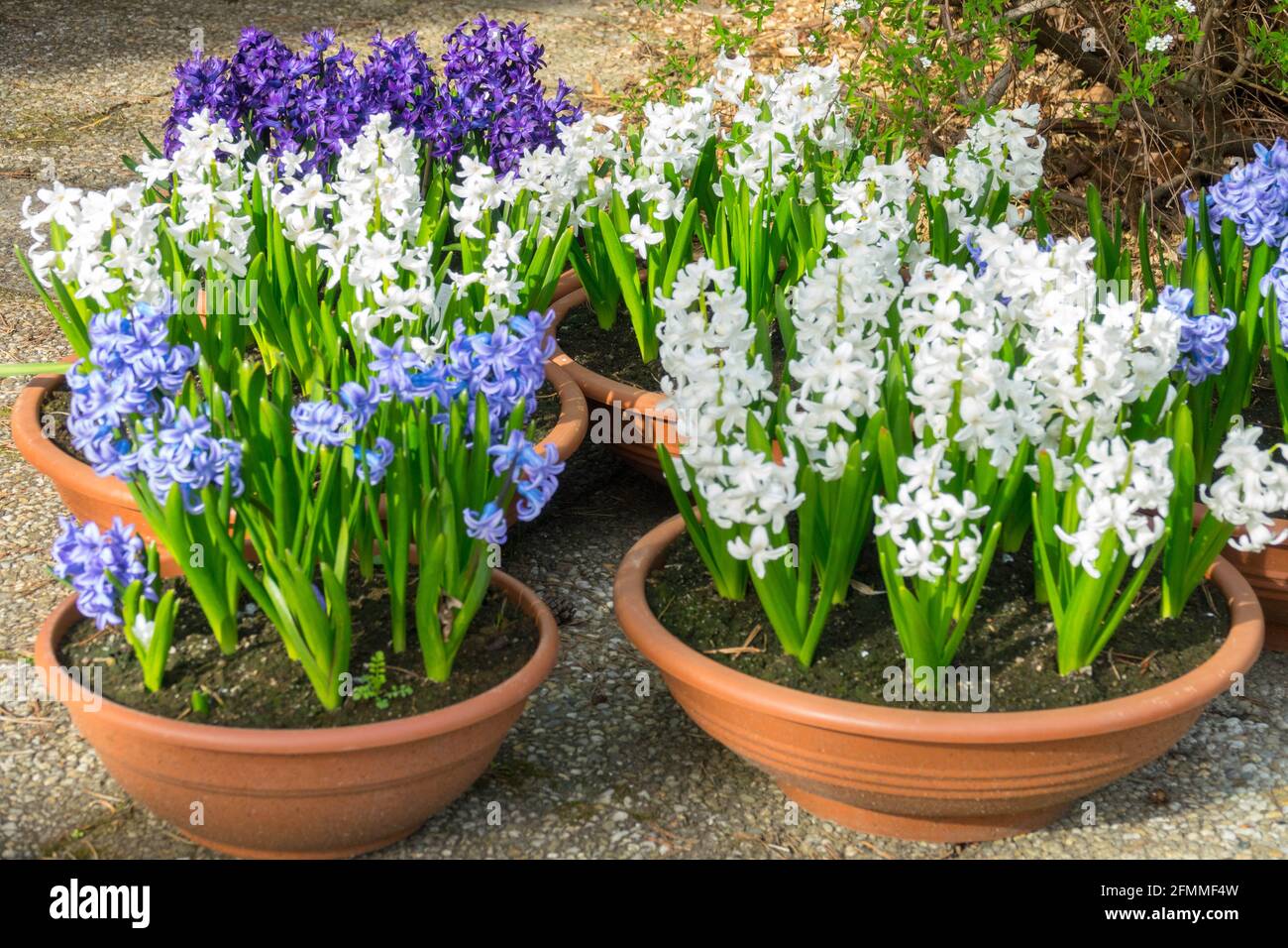Frühlingsblühende, harte Hyazinthen, blauweiße Hyacinthus orientalis, die in Töpfen wachsen, Frühlingsblumentopf, Topfpflanzen im Garten Stockfoto