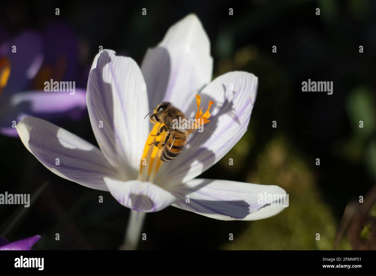 Honigbiene, APIs mellifera, sammelt im Frühling Pollen aus den Staubfäden einer Krokusblüte Stockfoto
