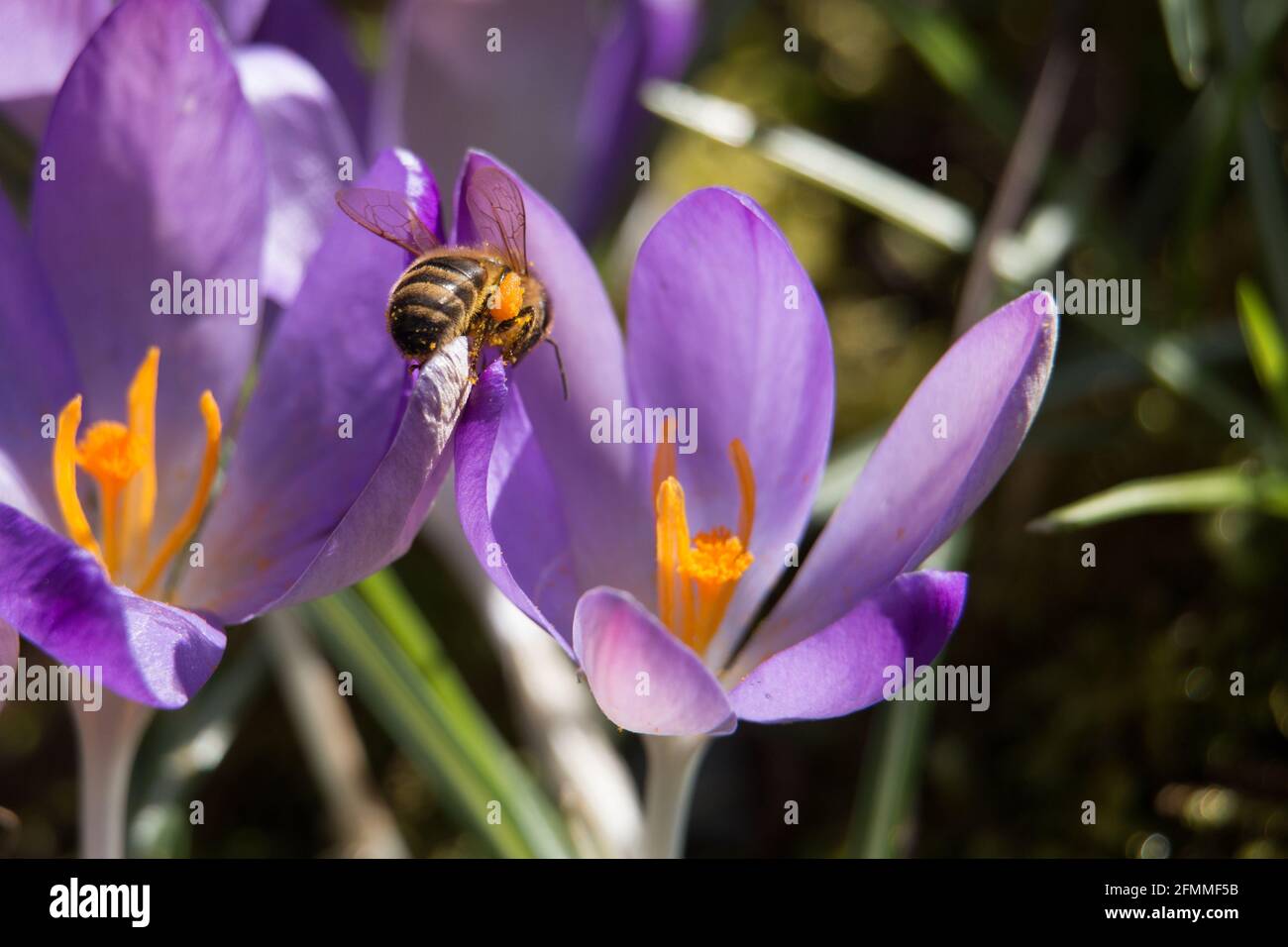 Honigbiene, APIs mellifera, sitzt auf den Blütenblättern einer violetten Krokusblüte in der Frühlingssonne, Shropshire, England Stockfoto