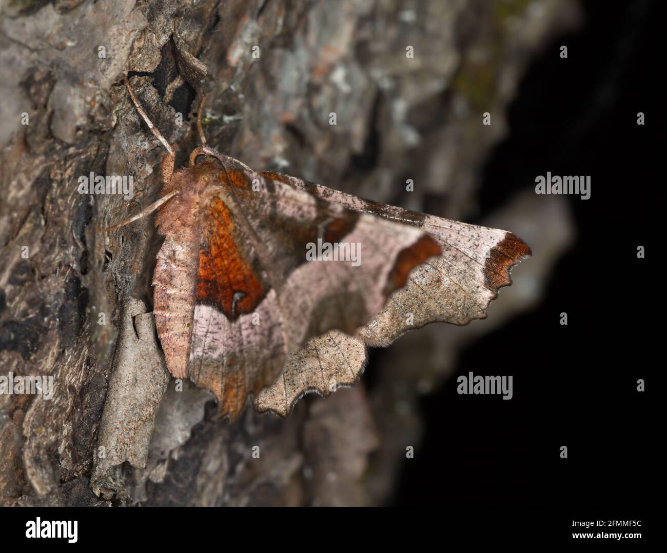 Purpurdorn, Selenia tetralunaria auf Holz Stockfoto