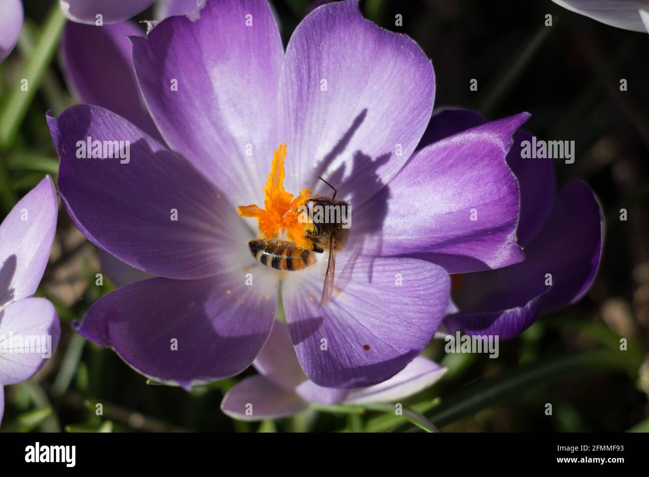 Eine Honigbiene, APIs mellifera, sammelt Pollen von einer purpurnen Krokusblüte im Frühling in Shropshire, England Stockfoto